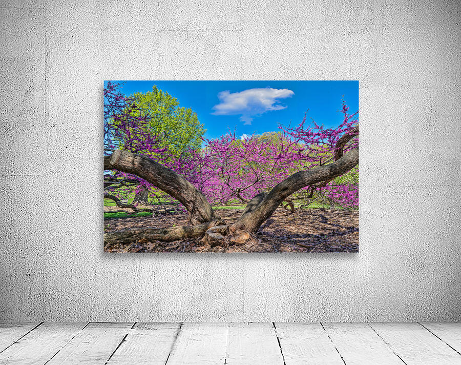 Eastern Redbud Wall Preview