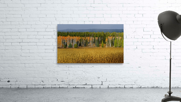 Aspen on display Wall Preview