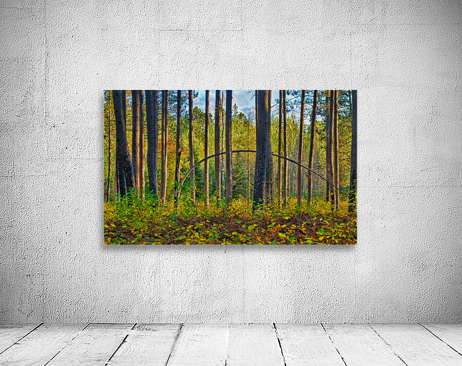 Bent tree in the forest  Wall Preview