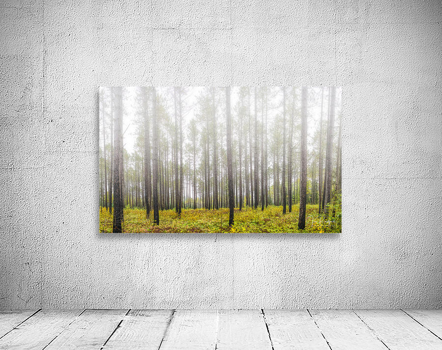 Morning mist near Lutsen Wall Preview