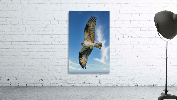 Big wing osprey Wall Preview