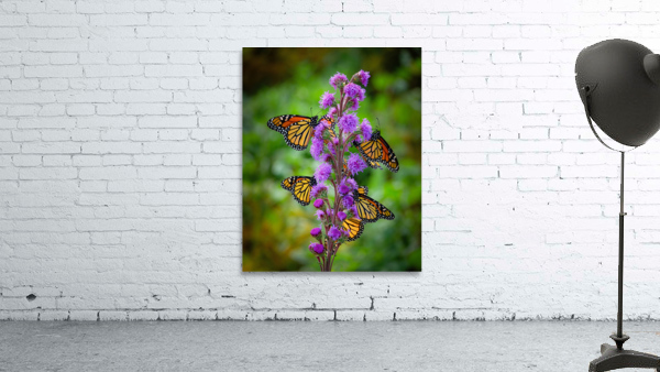 Monarch on Blazing Star Wall Preview