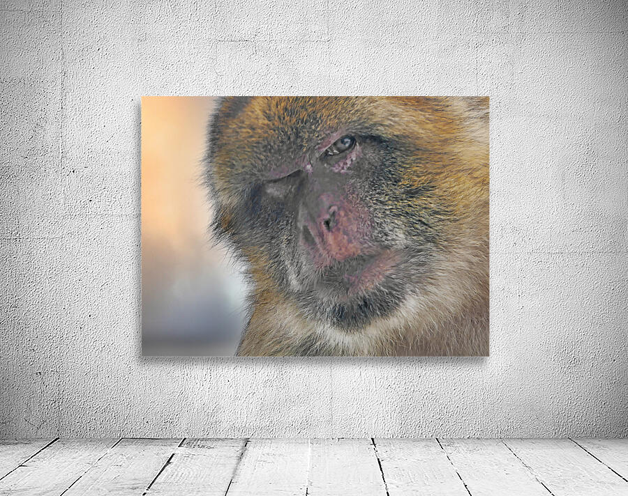 Barbary Macaques monkey Wall Preview