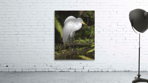 Egret in the Everglades Wall Preview