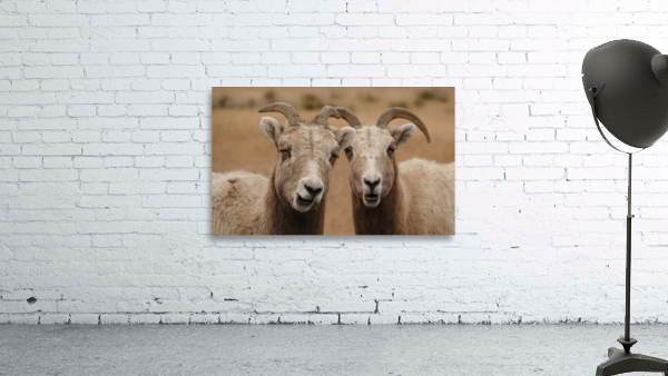 Dual big horns Wall Preview