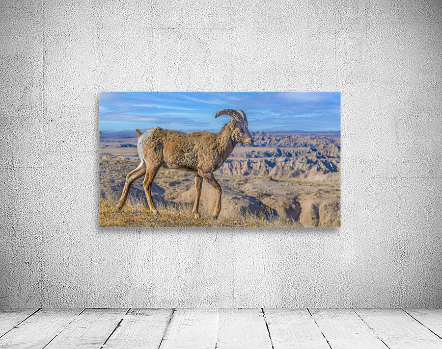 Badlands bighorn sheep Wall Preview
