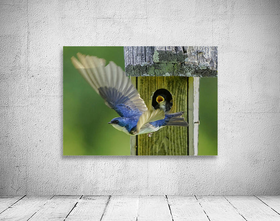 Tree swallow home Wall Preview