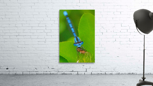 Damselfly and bee Wall Preview