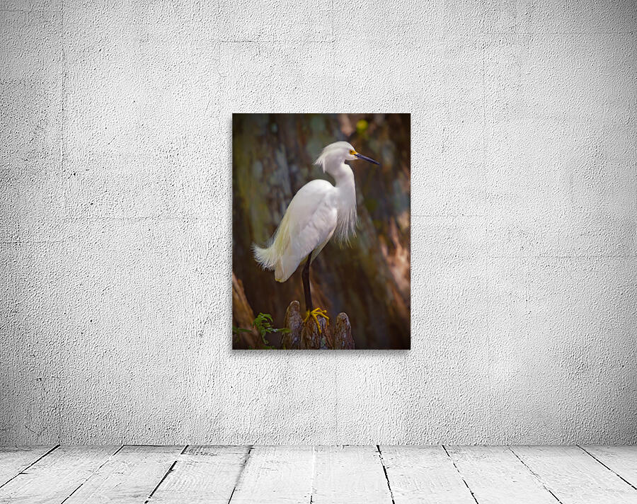 Great egret in Everglades Wall Preview