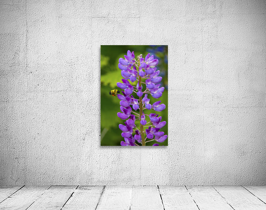 Bee on a lupin Wall Preview