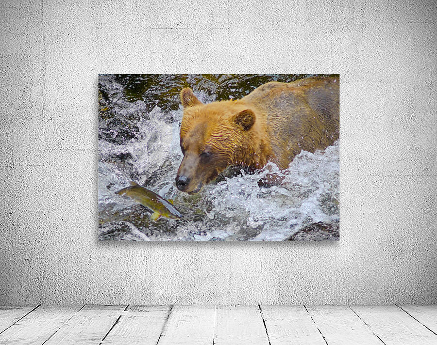 Dinner for grizzly  Wall Preview