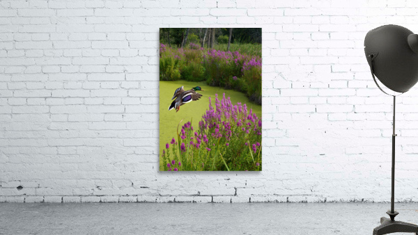 Mallard in flower pond Wall Preview