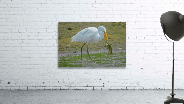 Catfish dinner for egret Wall Preview