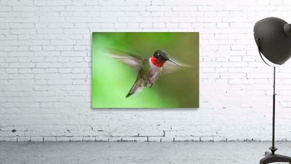 Male Ruby Hummer Wall Preview