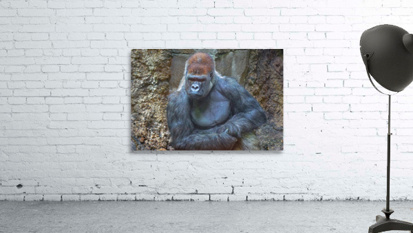 Lowland gorilla Wall Preview