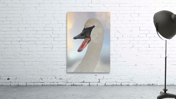 Trumpeting swan Wall Preview