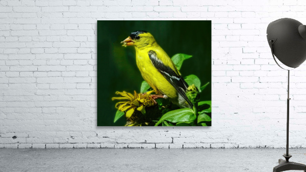 Goldfinch in tree Wall Preview