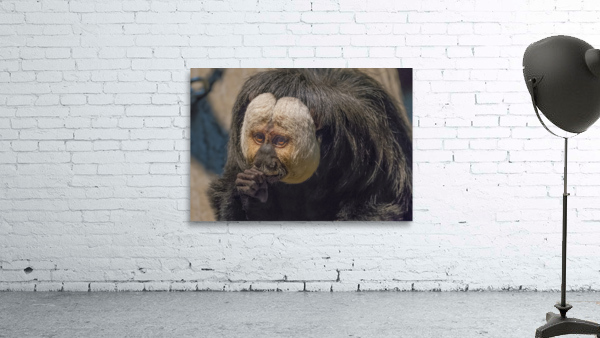 Speak no evil  Wall Preview