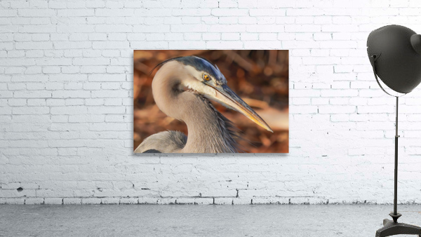 Great blue heron Wall Preview