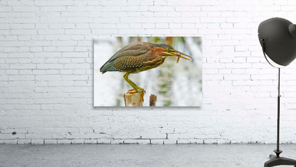 Green heron feeding Wall Preview
