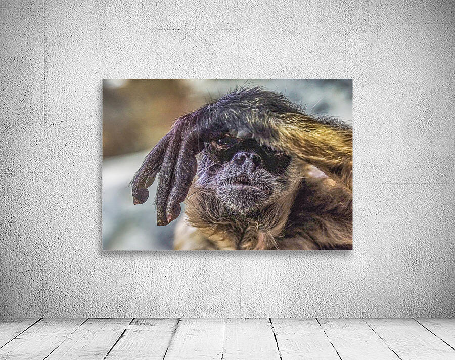 See no Evil   Wall Preview