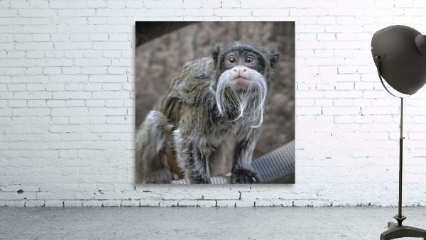 Spider monkey Wall Preview