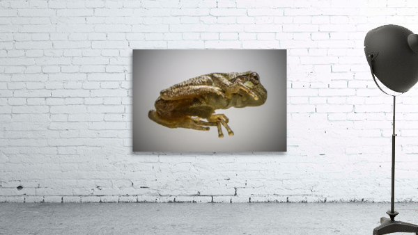 Tree frog Wall Preview