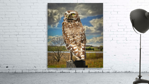 Pygmy Owl Wall Preview