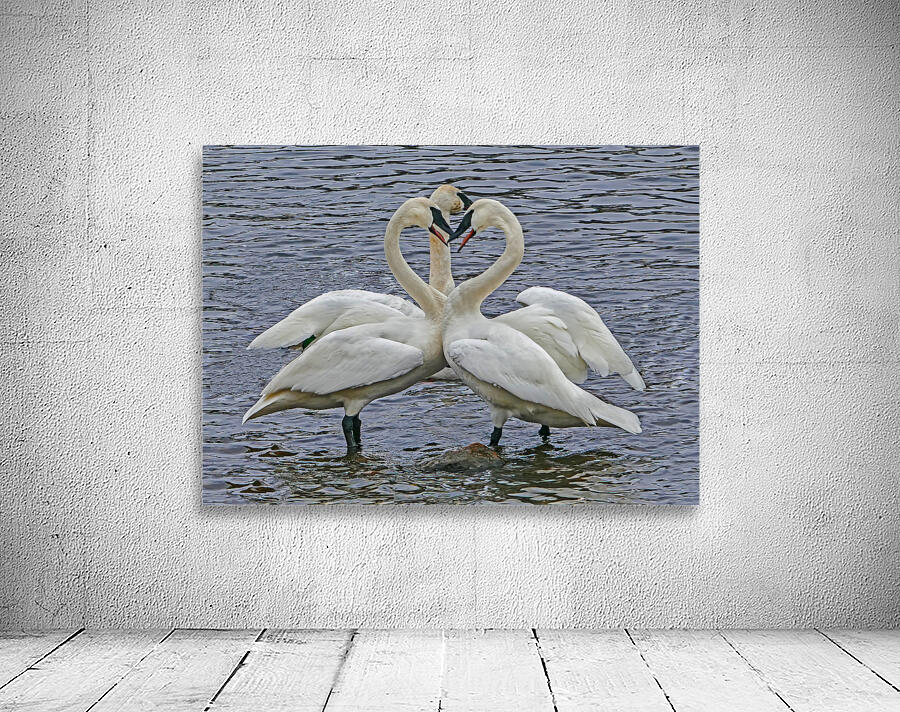 Hearty Swans Wall Preview