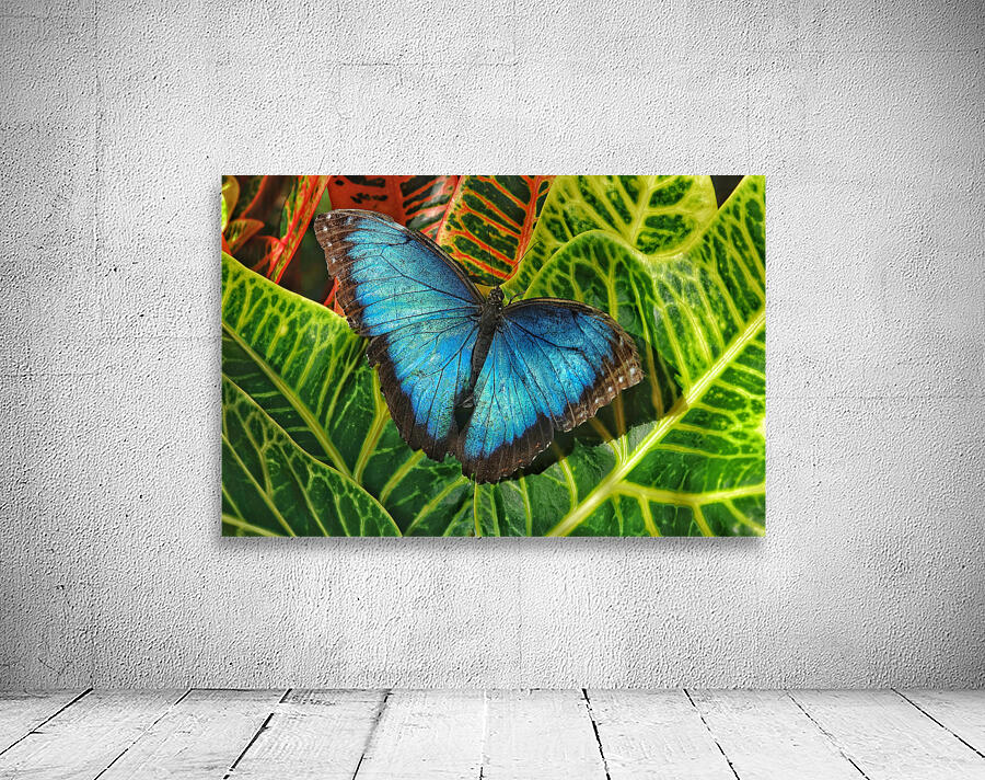 Common blue morpho Wall Preview