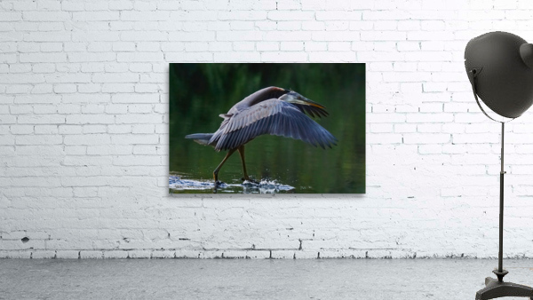 Blue heron landing Wall Preview