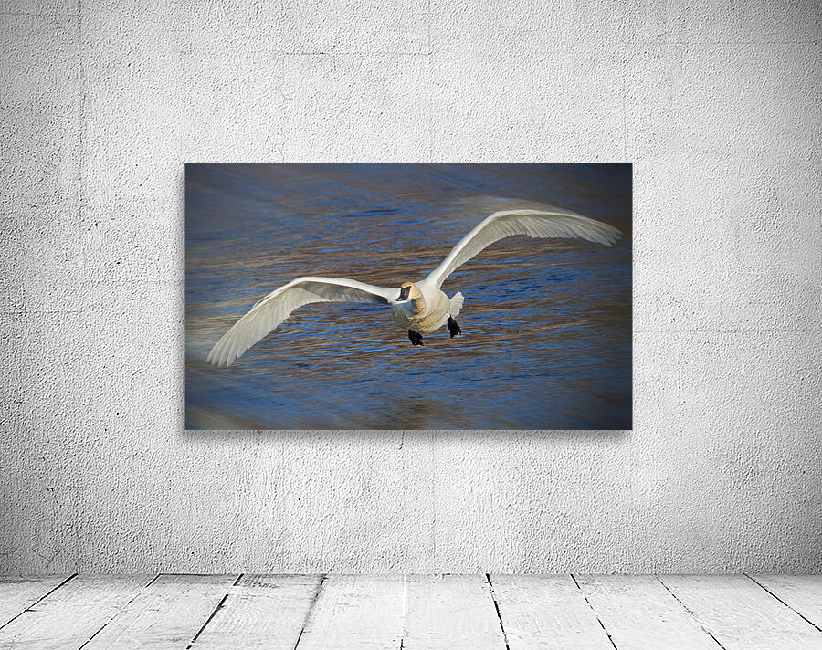 Wide wings of swan Wall Preview