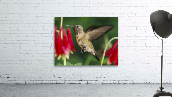 Hummer in the red Wall Preview