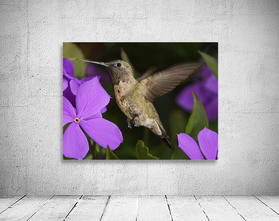 Hummer in the purple by Jim Radford