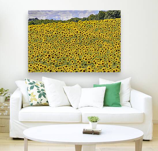Flower fields Reproduction