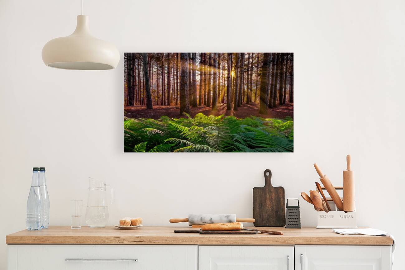 Morning light in the pines Reproduction