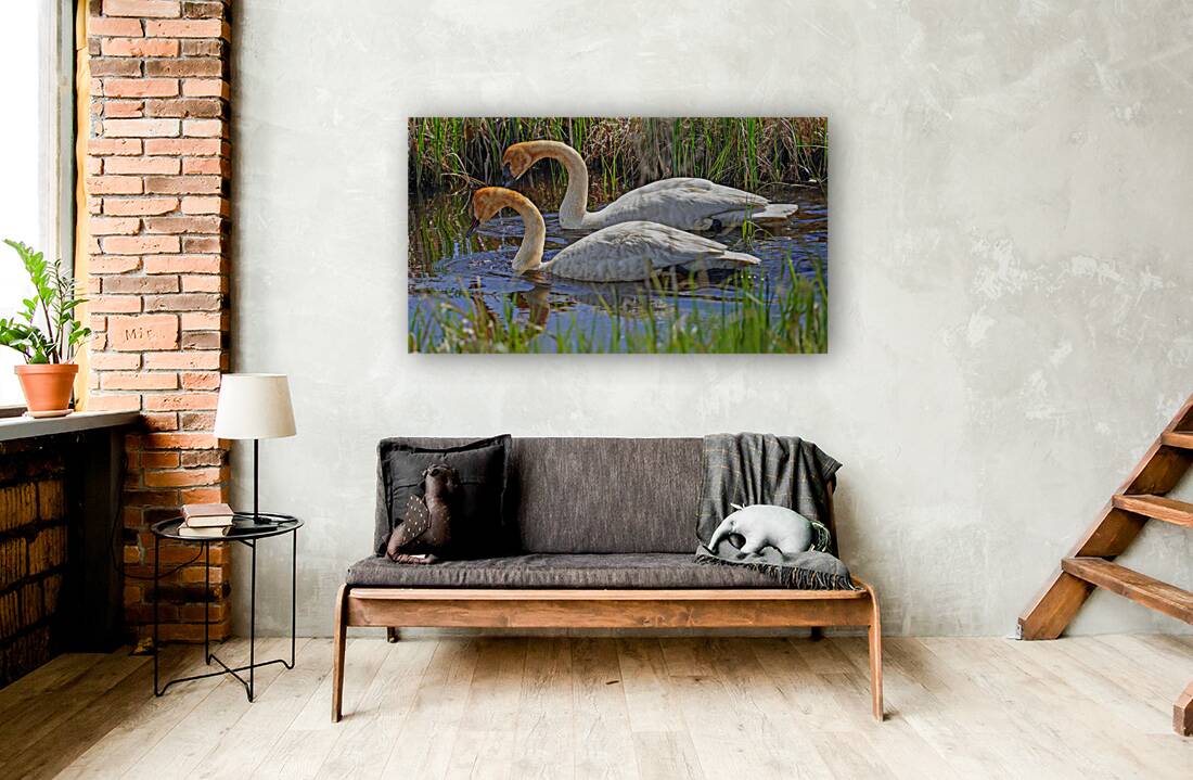 Two swans a swimming Reproduction