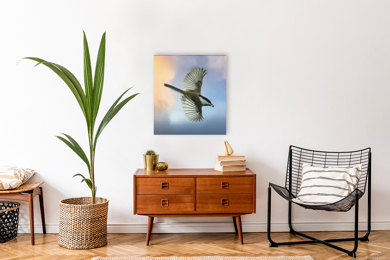 Chickadee on the wing Reproduction