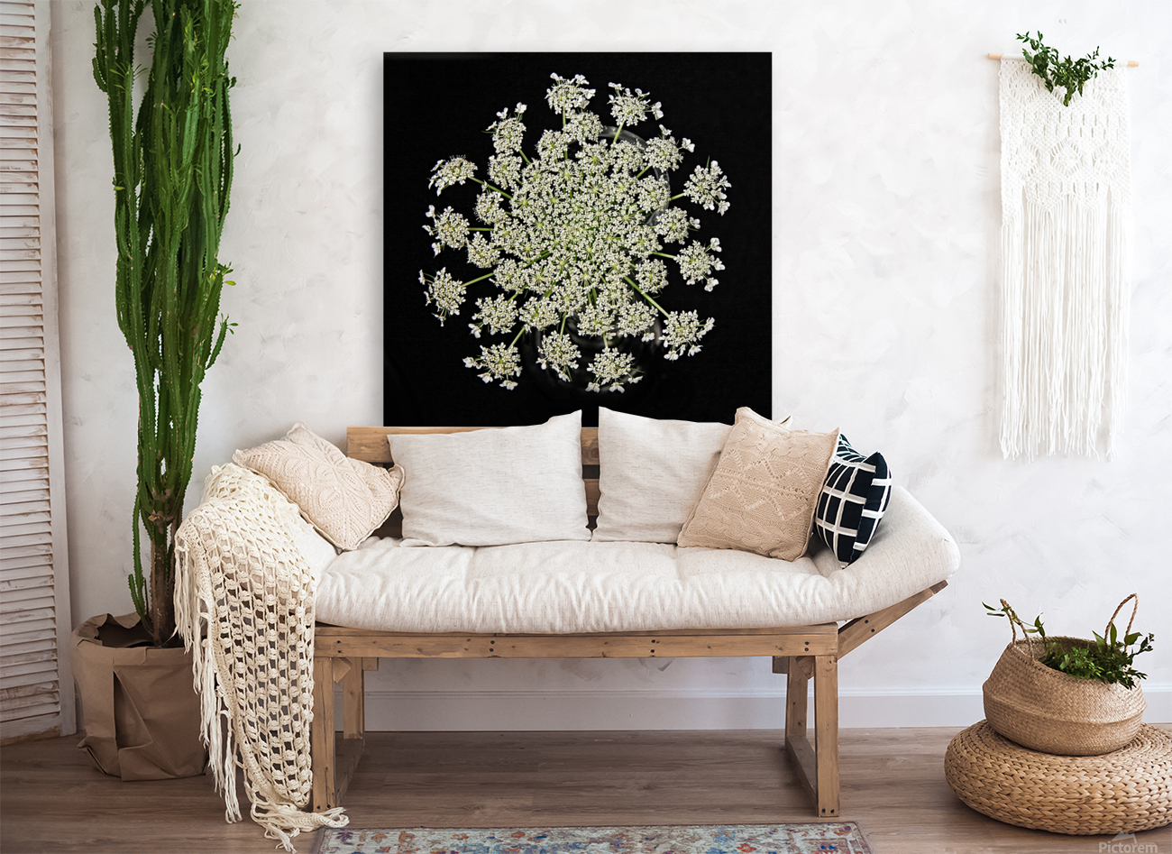 Wild Carrot Wildflower Reproduction