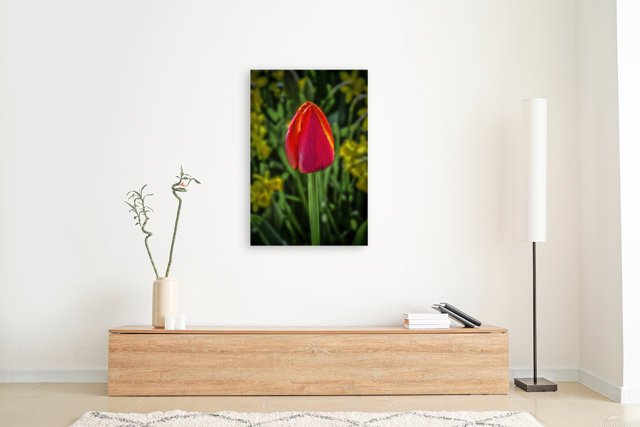 Keukenhof rose Reproduction