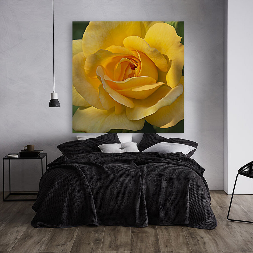 Yellow rose Reproduction