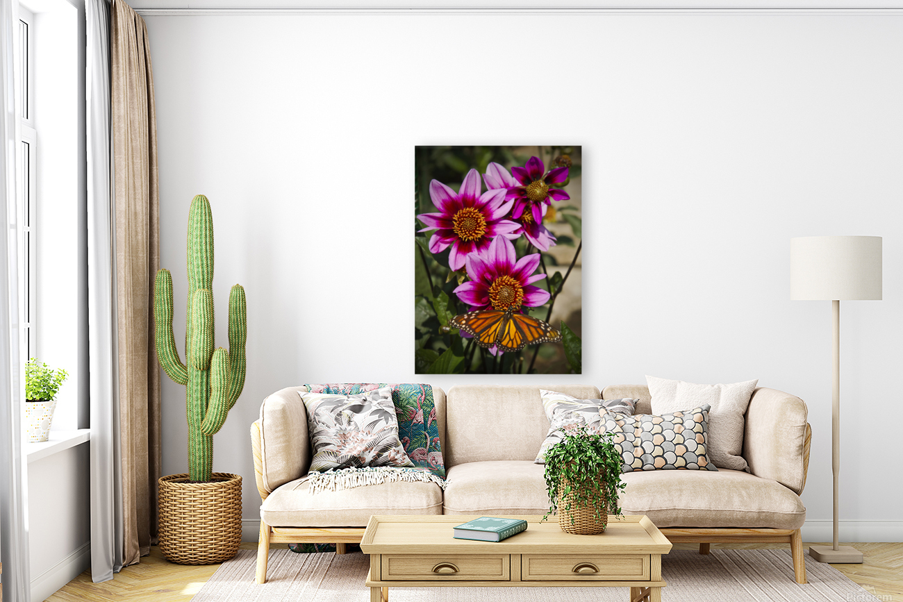 Dahlia flower and monarch Reproduction