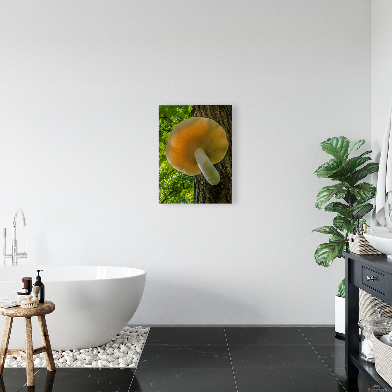  Elm Cap Mushroom Reproduction