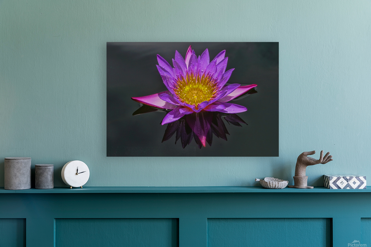 Purple pond Lilly Reproduction