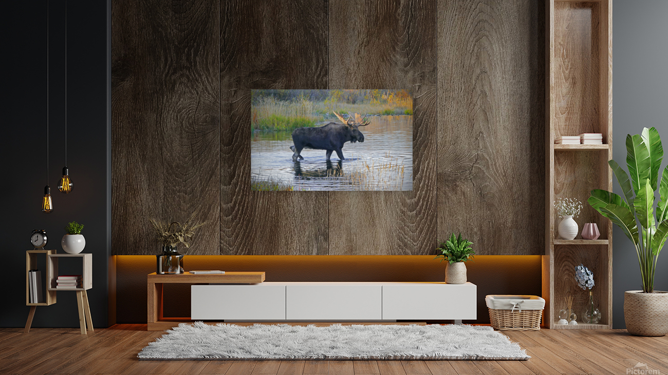 Bull moose in Wyoming Reproduction