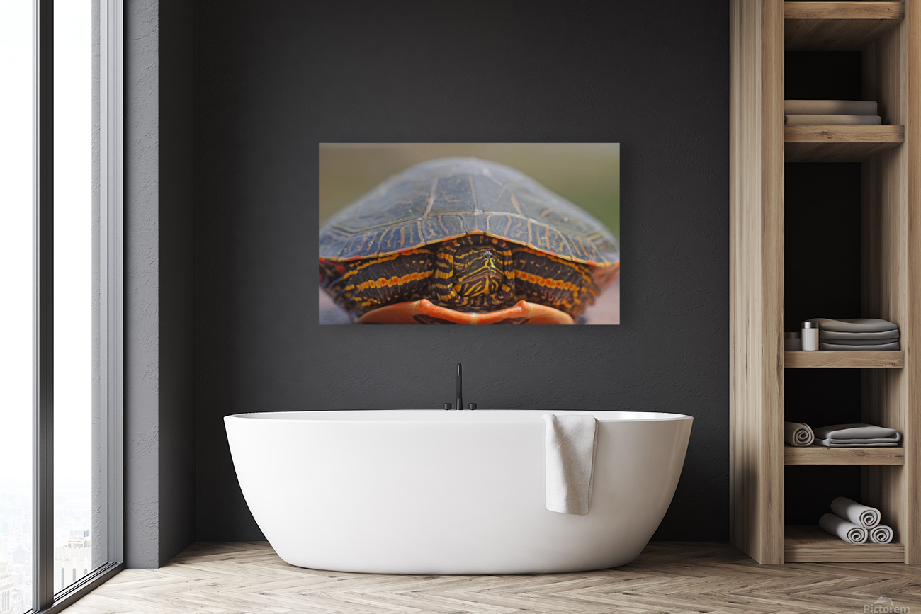 PaintedTurtle Reproduction
