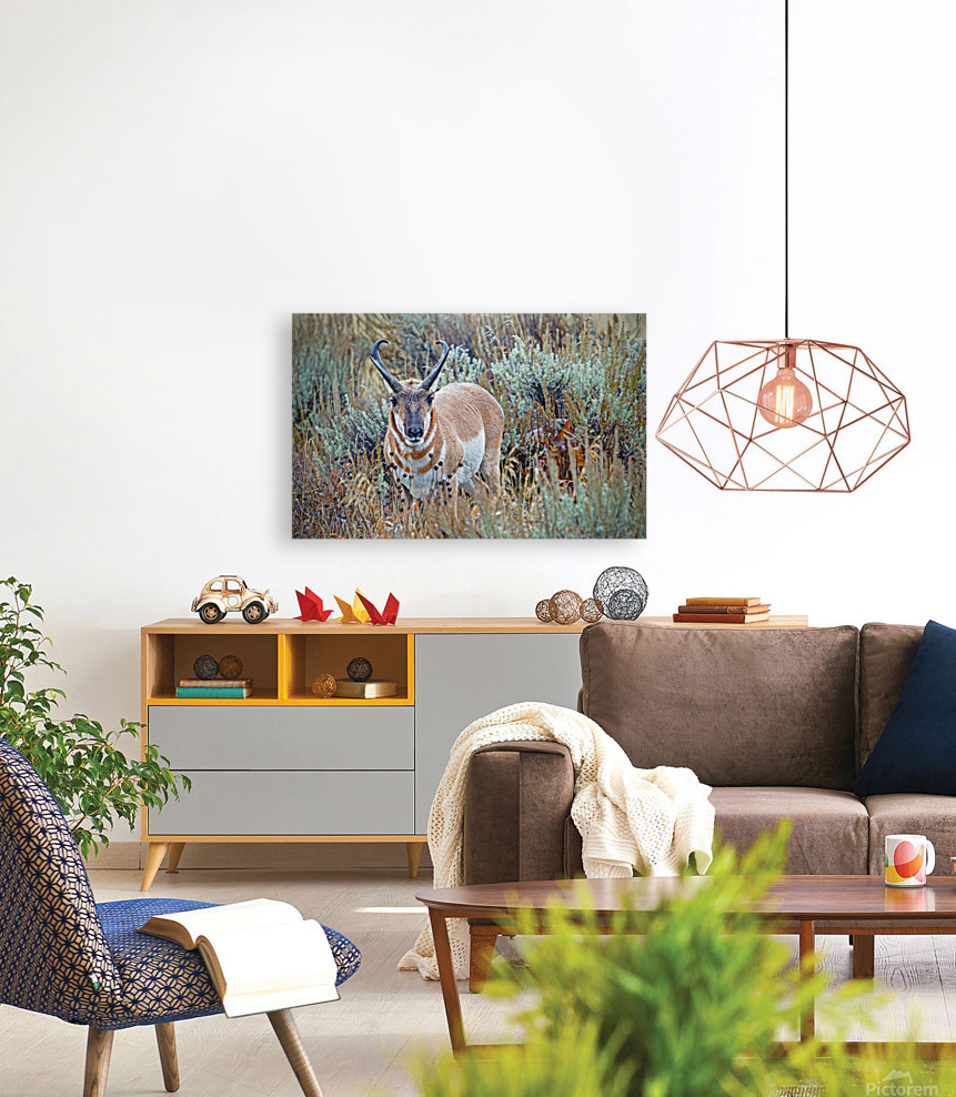 Pronghorn Antelope Reproduction