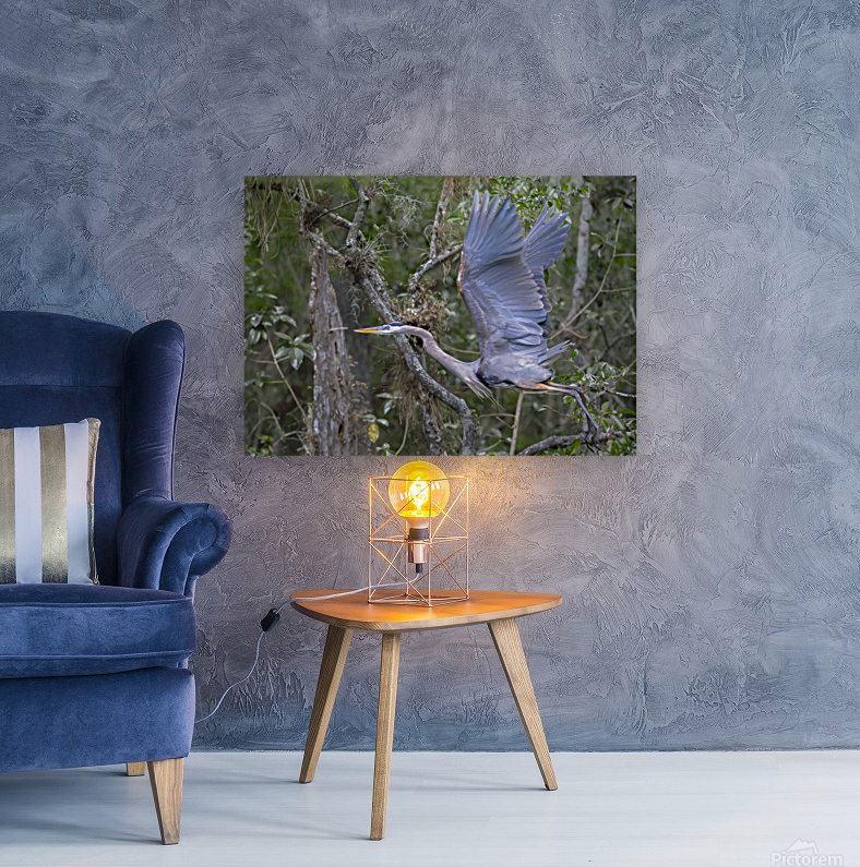 Everglades heron Reproduction