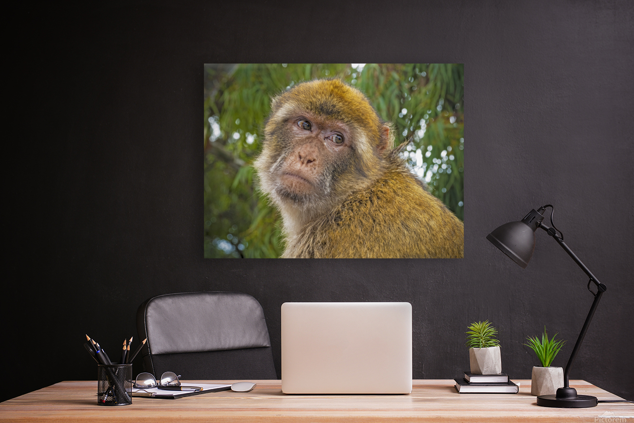 Barbary Macaques Monkey Reproduction