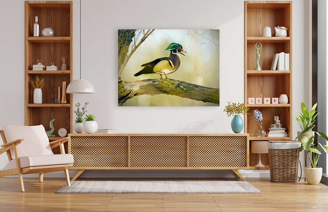 Wood duck Reproduction